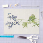 スリムラークスパーマリーヴォーウォルコット 薄葉紙 (クラフト)