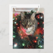 スリム子猫ホリデーリース シーズンポストカード (正面/裏面)