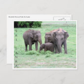 スリランカのゾウ科 ポストカード (正面/裏面)