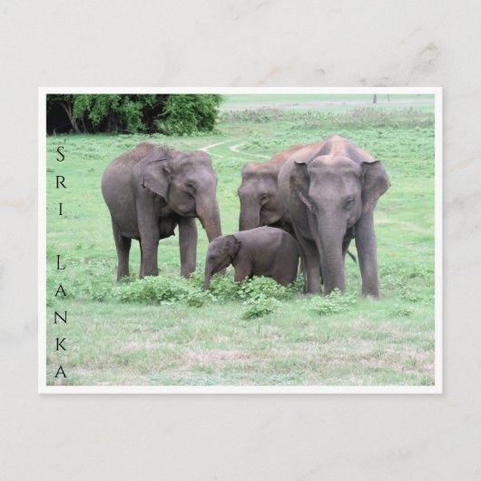 スリランカのゾウ科 ポストカード (正面)