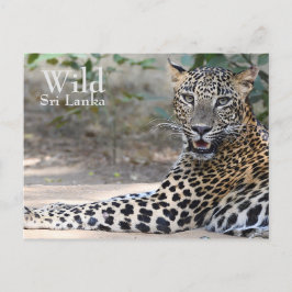 スリランカヒョウ ポストカード