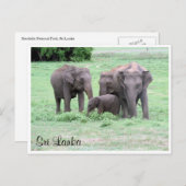 スリランカルゾウ ポストカード (正面/裏面)