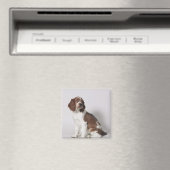 スリンガースパニエル犬 マグネット (インサイチュ (食洗機))