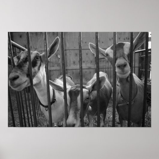 スリーアミゴス ポスター (正面)