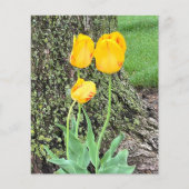 スリーイエローチューリップ/スクラップブック紙 (正面)