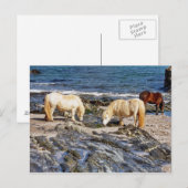スリーシェトランドポニーズオンリモートサウスデボンビーチ ポストカード (正面/裏面)