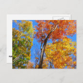 スリーシェードオブカラフル秋メープルツリーズ ポストカード (正面/裏面)