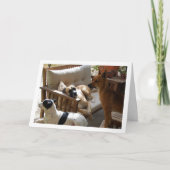 スリードッグスチルポートレート カード (正面)