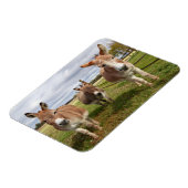 スリードンキーズ マグネット (左側)