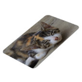 スリーピングカリコキッテン マグネット (左側)