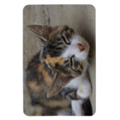 スリーピングカリコキッテン マグネット (縦)