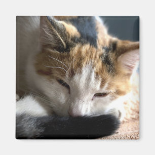 スリーピングカリコキャット マグネット
