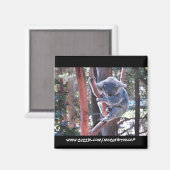 スリーピングコアラ マグネット (正面/裏面)