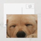 スリーピングゴールデンリトリーブポストカード ポストカード (正面/裏面)