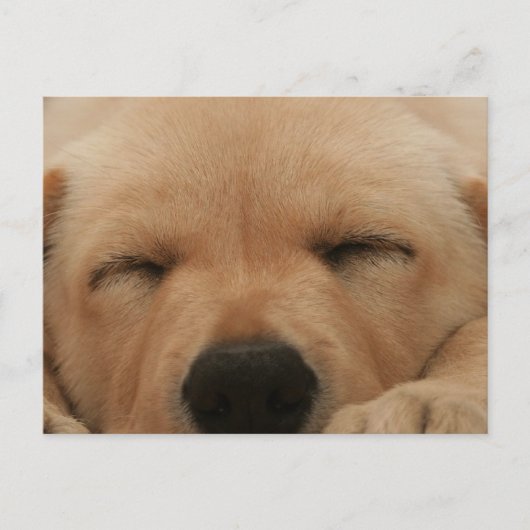 スリーピングゴールデンリトリーブポストカード ポストカード (正面)