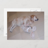 スリーピングゴールデンレトリバー ポストカード (正面/裏面)