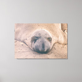 スリーピングシール キャンバスプリント