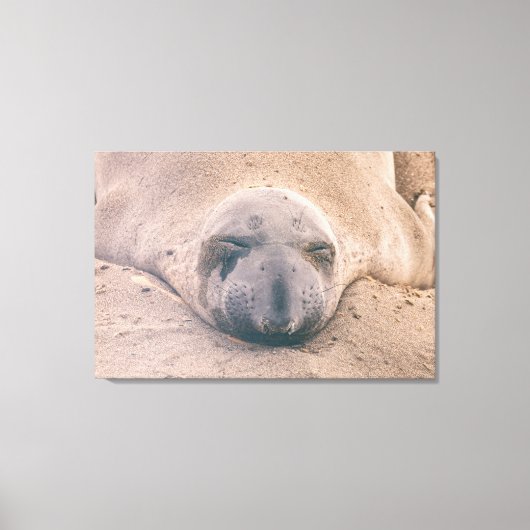 スリーピングシール キャンバスプリント (正面)