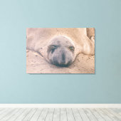 スリーピングシール キャンバスプリント (インサイチュ (ウッドフロア))