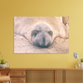 スリーピングシール キャンバスプリント (インサイチュ (リビング))