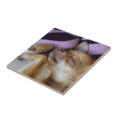 スリーピングチワワ タイル (側面)