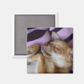 スリーピングチワワ マグネット (正面/裏面)