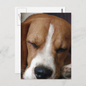 スリーピングビーグルはがき ポストカード (正面/裏面)