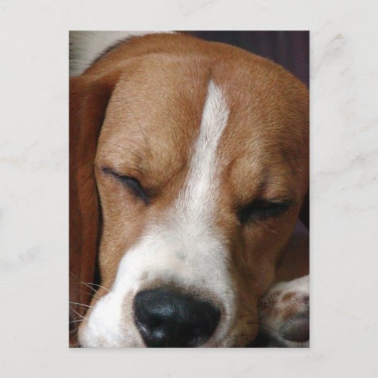 スリーピングビーグルはがき ポストカード (正面)