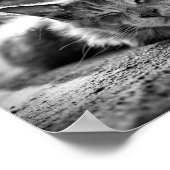 スリーピングメインクーンキャット白黒 ポスター (角)