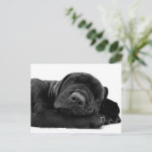 スリーピングラボのポストカード ポストカード (スタンド正面)