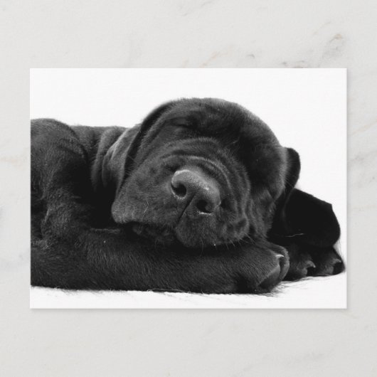 スリーピングラボのポストカード ポストカード (正面)