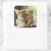 スリーピングリトルベビー子猫 スクエアシール (バッグ)