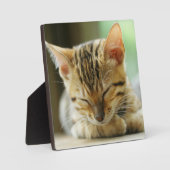 スリーピングリトルベビー子猫 フォトプラーク (正面)