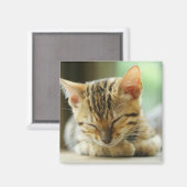 スリーピングリトルベビー子猫 マグネット (正面/裏面)