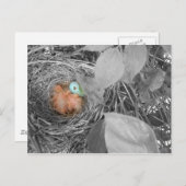 スリーピンロビンスはがき2 ポストカード (正面/裏面)