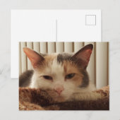 スリーピーカリコキャット ポストカード (正面/裏面)