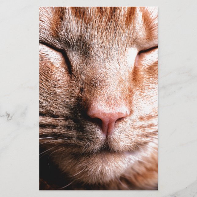 スリーピーキットン (正面)