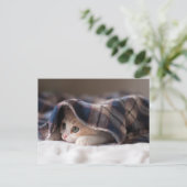 スリーピーキットン ポストカード (スタンド正面)