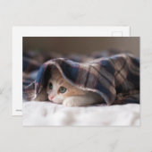 スリーピーキットン ポストカード (正面/裏面)