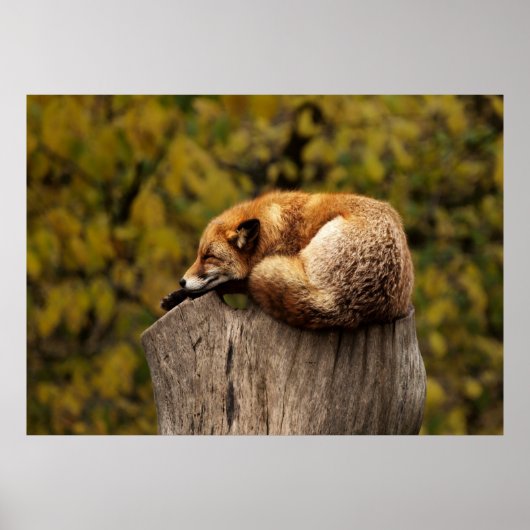 スリーピーキツネ ポスター (正面)