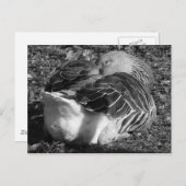 スリーピーグレーラグガチョウ(白黒) ポストカード (正面/裏面)