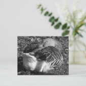 スリーピーグレーラグガチョウ(白黒) ポストカード (スタンド正面)