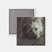 スリーピーケイランテリア磁石 マグネット (正面/裏面)