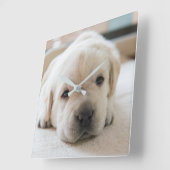 スリーピーゴールデンラブラドール子犬 スクエア壁時計 (傾斜)