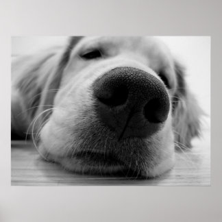 スリーピーゴールデン ポスター