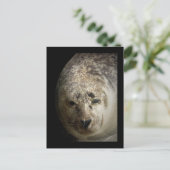 スリーピーシール ポストカード (スタンド正面)