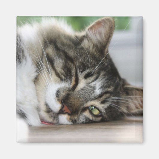 スリーピーゾロ磁石 マグネット (正面)