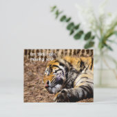 スリーピータイガー葉書 ポストカード (スタンド正面)