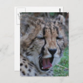 スリーピーチータカブ ポストカード (正面/裏面)