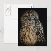 スリーピーフクロウ葉書 ポストカード (正面/裏面)
